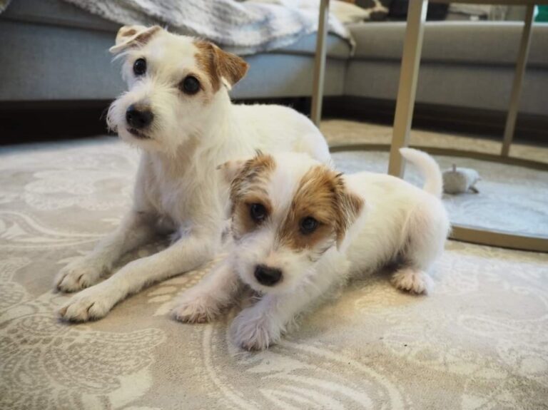 Koiran omistamisen kustannukset Suomessa