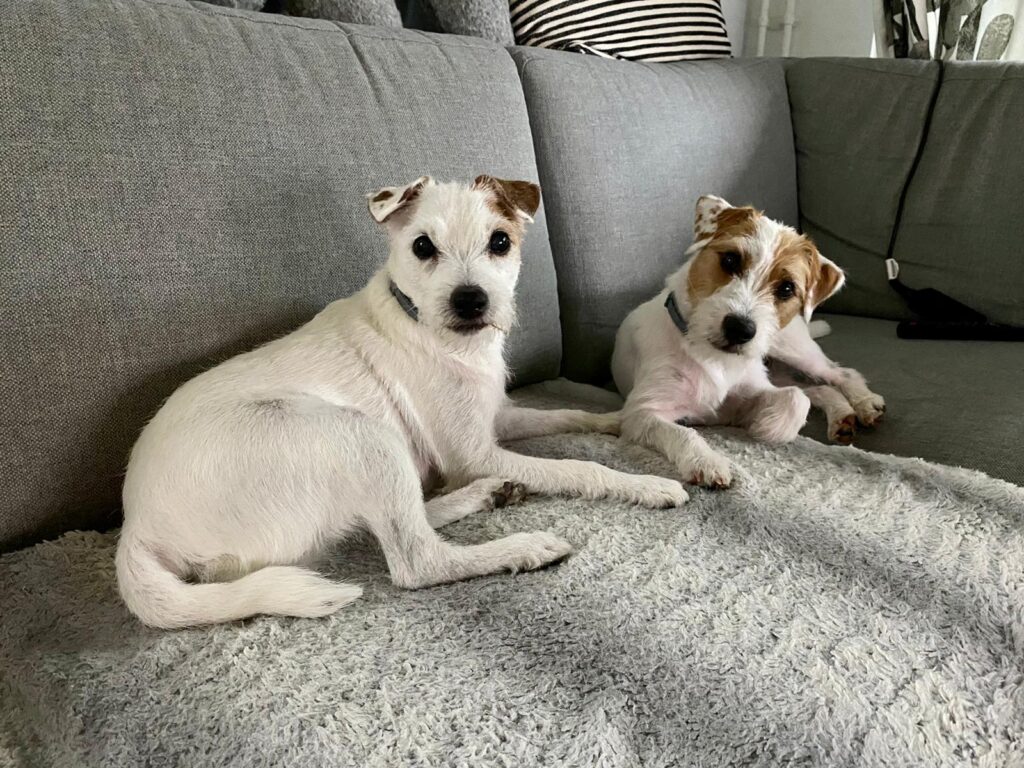 Miten paljon koiran omistaminen kustantaa? Koiran kustannukset Suomessa